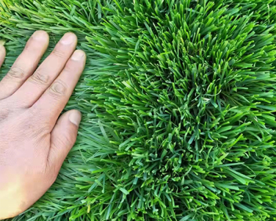 益宜苗木种植场