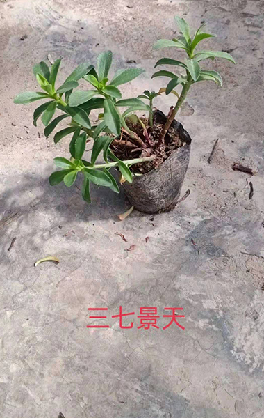 新疆众鑫家园苗木农民专业合作社