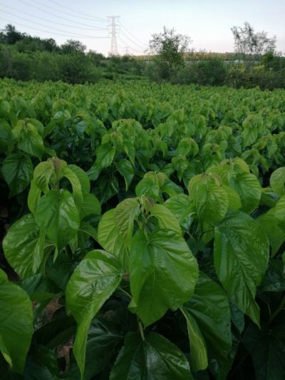 烟台汇力蚕种有限公司