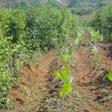 江西德康生态农业有限公司