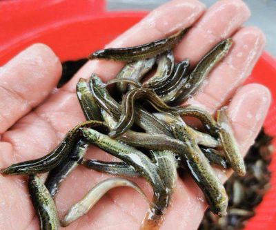 佛山市顺德区杏坛镇易禾水产种苗场