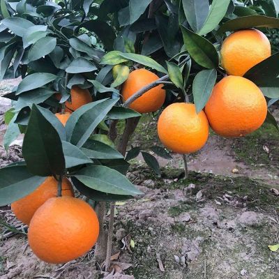 黄岩沙埠畏文苗木场