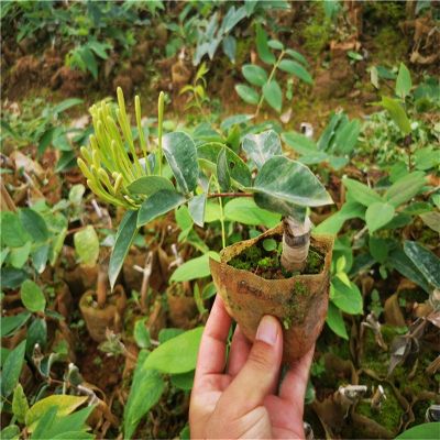 昆明英武农业科技有限公司