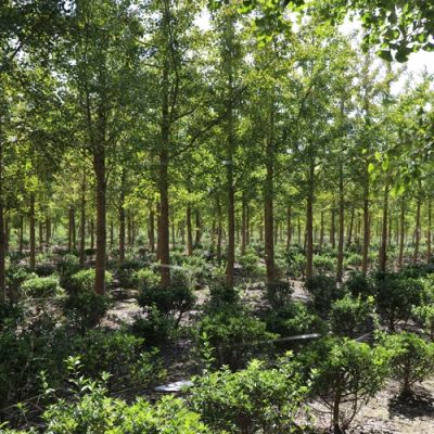 东台市红之星苗木种植专业合作社