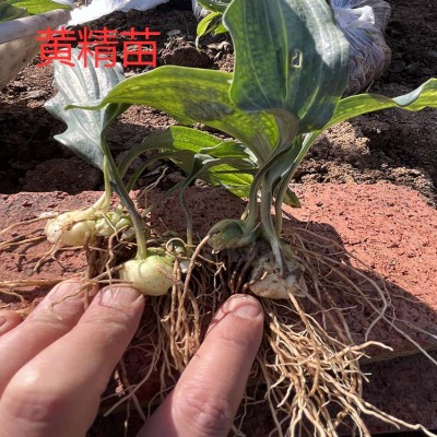 大姚县春苗中药材种植有限公司