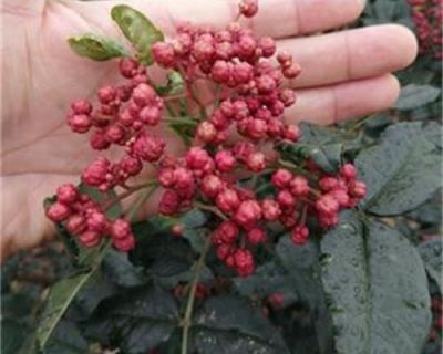 西昌市龙洞湾园艺场