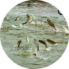 湖北万湾湖胖头鱼养殖有限公司