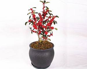 云南新桉科技有限公司