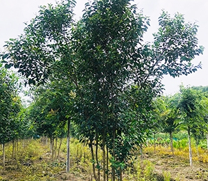 桐乡市乌镇垚成家庭农场