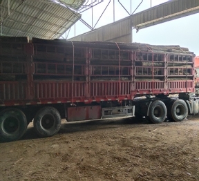 沐川县淋安原竹木材加工厂