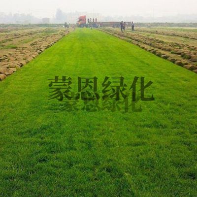 大连市金州区向应街道蒙恩草坪场