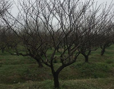 浙江长兴林城全友园林绿化苗木场