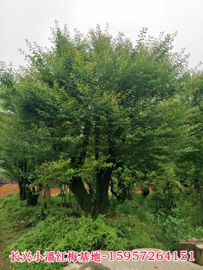 长兴雉城小潘苗圃场