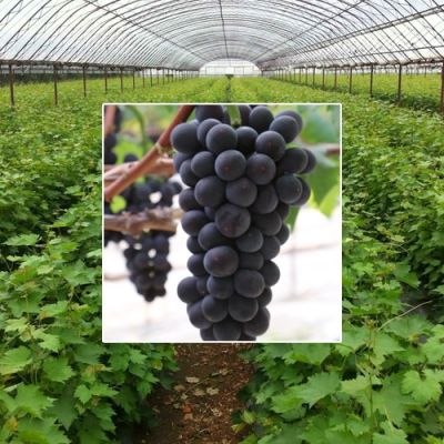 沈阳长青葡萄科技有限公司