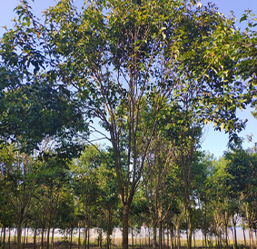 东台市腾林苗木有限公司