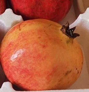 巩义市坤森果树种植专业合作社