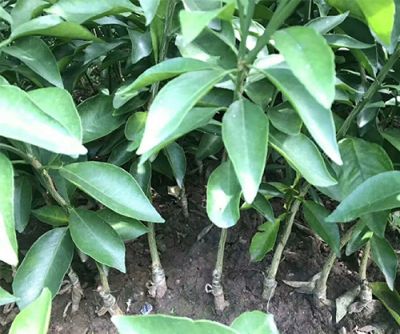 简阳市锦鹏苗木种植专业合作社