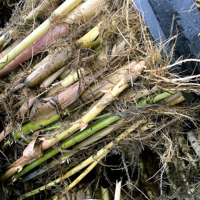 安新县李庄子雷明水生植物种植场
