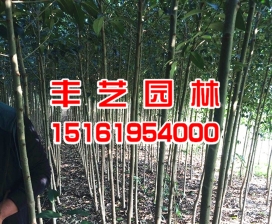 盐城市大丰丰艺园林绿化有限公司