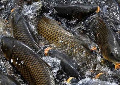 沈阳众达牧业有限公司