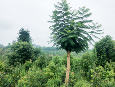 泸州市众乐种植专业合作社