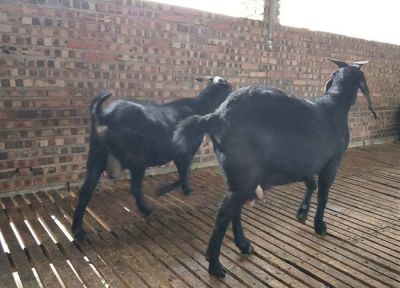 金堂伟灵黑山羊专业合作社