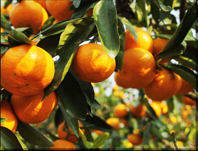 罗城仫佬族自治县丰腾水果种植专业合作社