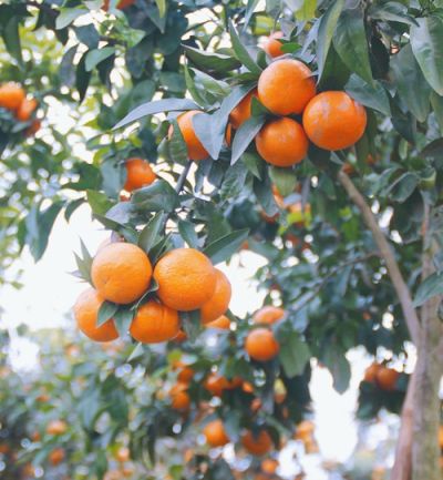 江安县迎安新时代种养殖有限公司