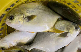 北海金不换水产有限公司