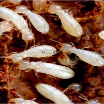 珠海市益业白蚁虫鼠防治服务有限公司