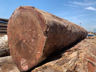 公司经营的原木来自全国各地原木市场