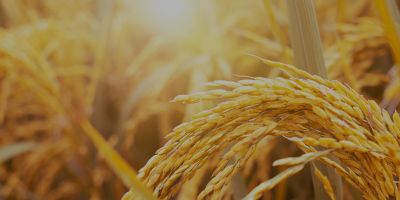 河北今旭面业有限公司