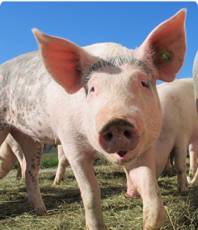 江苏康巴特生物工程有限公司