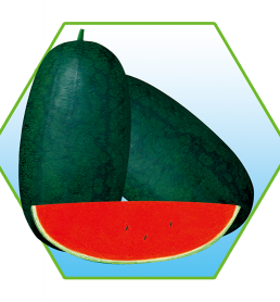 河南神田种业有限公司