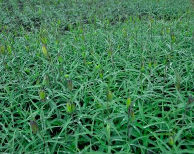 巫溪县瑞雪药材种植有限责任公司