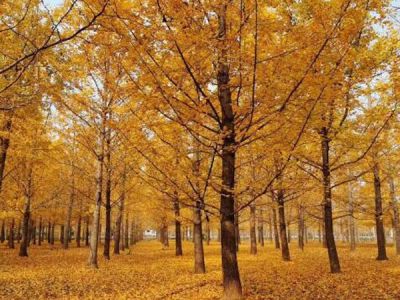 邳州市绿之森园林绿化工程有限公司