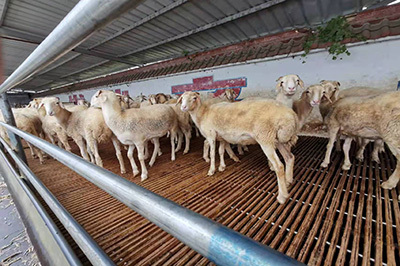 山东省嘉祥种羊场