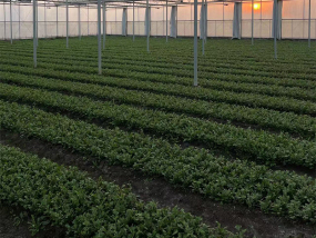 徐州十之芳园艺有限公司