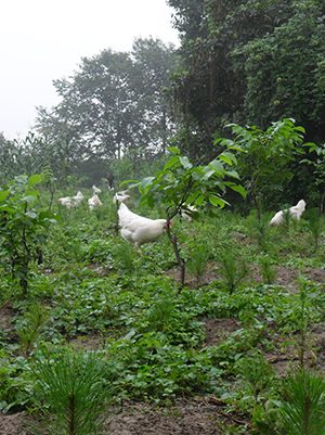 青龙满族自治县满乡苑农业发展有限公司