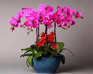 云南绿造福园林绿化工程有限公司