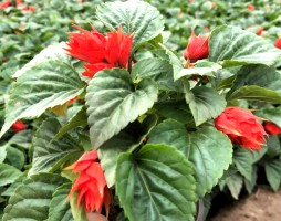 青州花卉苗木有限公司