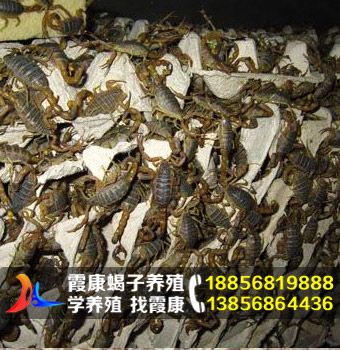 亳州市霞康特种养殖有限公司