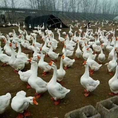 南阳鹅苗孵化厂