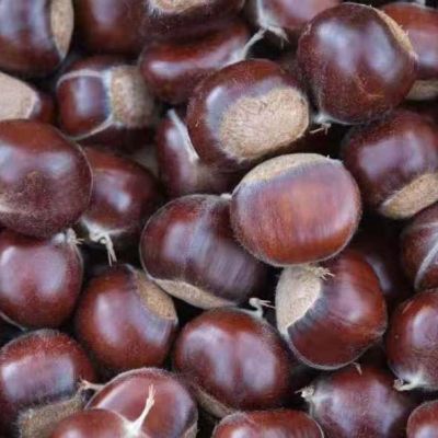 迁西县银红板栗合作社