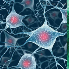 伊莱博生物科技（上海）有限公司