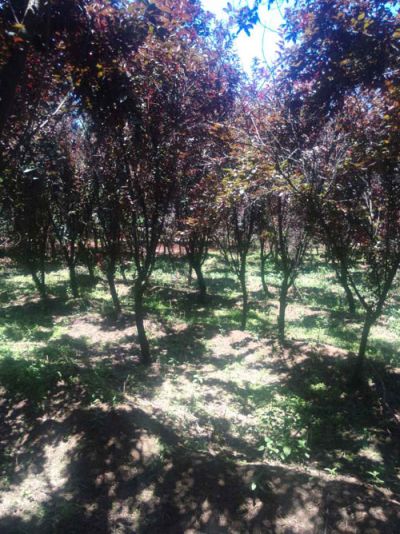 济宁桐鑫苗木有限公司