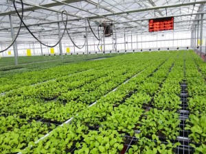 青州市北方园艺温室工程有限公司