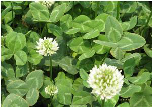 昌吉市博耘草业有限公司