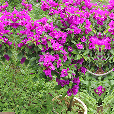 贵州黄果树园林绿化有限公司