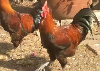 云南雨宸农业科技有限公司